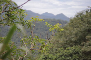 山林间的绿意景致