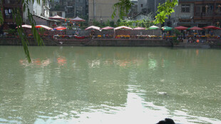池塘景象