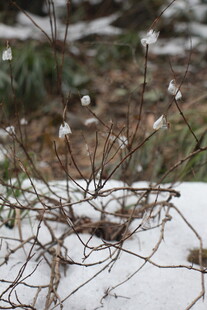 雪覆枯枝绽白花