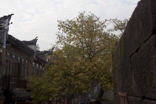 古巷中的绿树与传统建筑