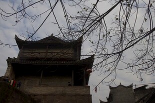 古建楼阁 枝桠相伴