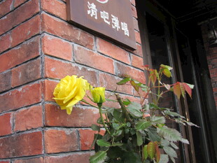 砖墙上的黄色绽放花朵
