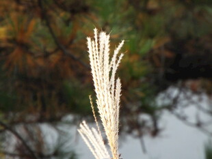 白色植物特写