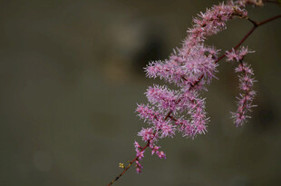 粉花枝条特写