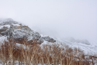 雪覆山峦旁的枯黄芦苇