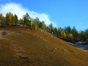 山坡羊群与秋日树林美景