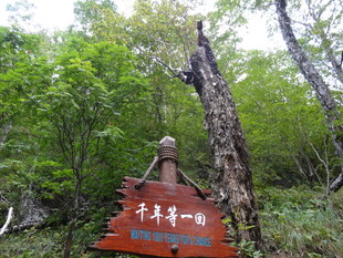 山林间的木质指示牌