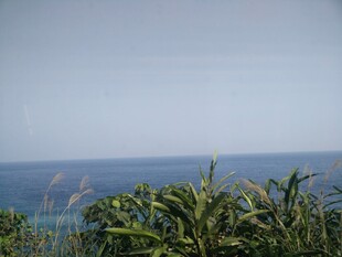 海边绿植与辽阔海景