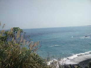 海边景致 绿植伴海浪