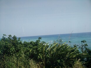 海边绿植与蔚蓝大海