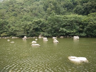 湖面上的白色石块与绿树