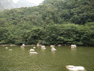 湖中游弋的洁白天鹅