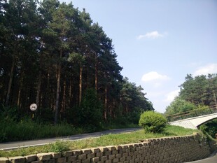 林间公路风景