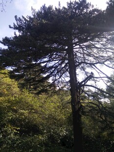山林中挺拔的高大松树