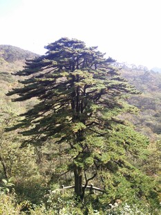 挺拔雪松傲立山间