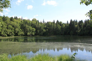 宁静湖畔森林美景