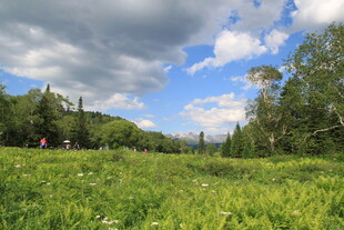 绿野蓝天 林间清新美景
