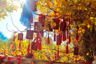 古树下祈福牌沐浴阳光