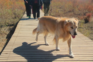 漫步木栈道的金毛犬