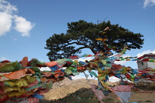 高原经幡旁的苍劲松树