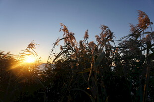 夕阳下的蓬勃植物景观