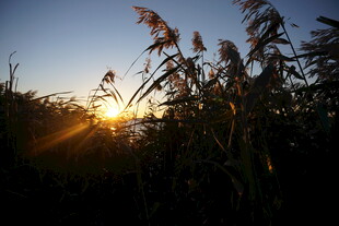夕阳下摇曳的芦苇