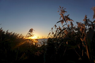 夕阳下的植物与金色光芒