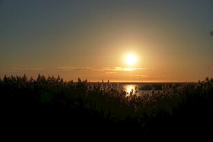 夕阳下的湖畔芦苇美景
