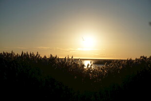 夕阳下的湖畔芦苇景观