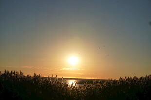 夕阳下的湖畔芦苇美景