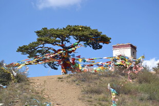 山坡孤树旁的经幡小屋
