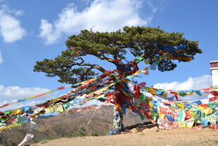 高原经幡树旁的独特风景