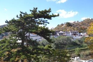山间村落旁的葱郁松树