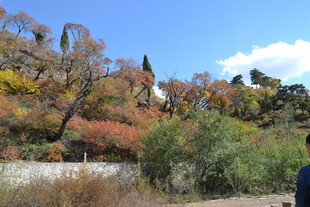 秋日多彩树林风景