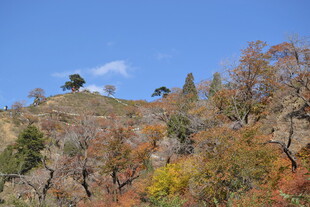 秋日山坡多彩树木景观