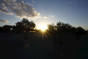 夕阳下的树木剪影