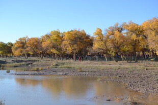 秋日湖畔金黄树林美景