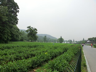 茶园风光 绿意盎然的景致
