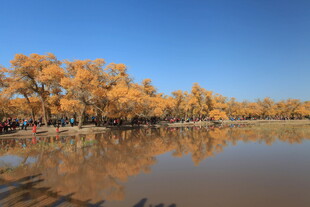 秋日湖畔金黄树林美景