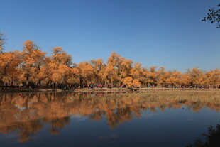 秋日湖畔金黄树林美景
