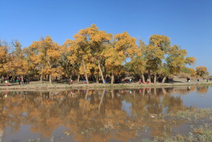 秋日湖畔金黄树林美景