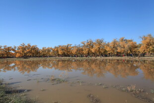 秋日湖畔金黄树林美景
