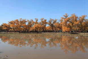 秋日胡杨林倒影美景
