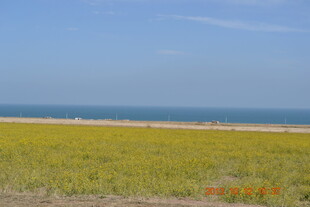 海边金黄草地风景