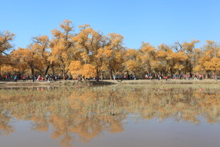 秋日湖畔金黄树林美景