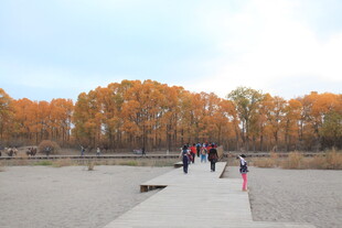 秋日公园漫步景