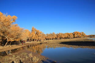 秋日河畔金黄树林美景