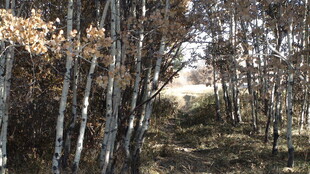 秋日林间小道风景