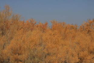 秋日金黄树林美景