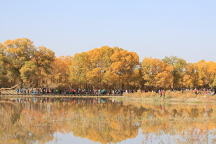 秋日湖畔金黄树林美景